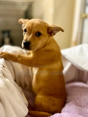 3-6 months Female Purebred American Pit Bull Terrier