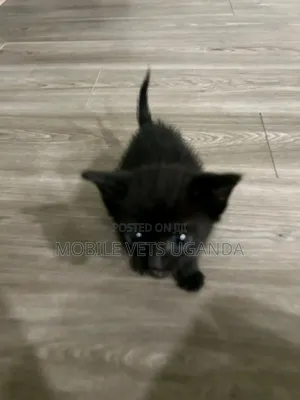 1-3 months Male Purebred American Shorthair