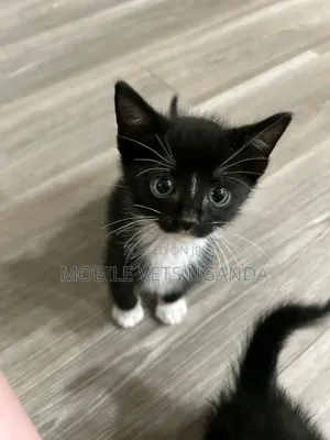 0-1 month Male Purebred Ocicat