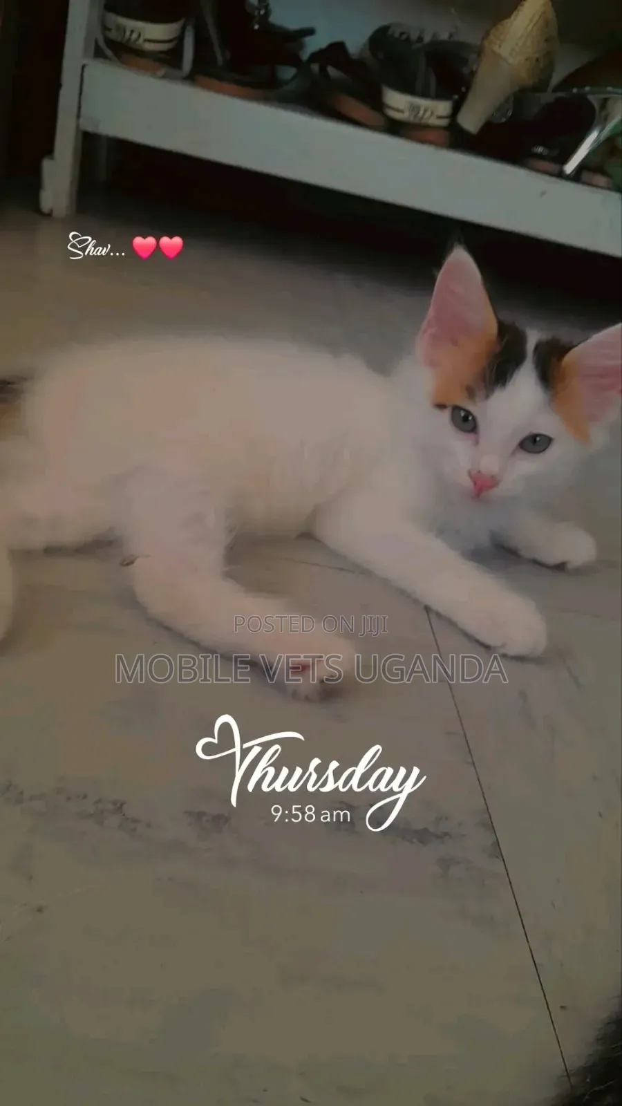 1-3 months Female Purebred Himalayan