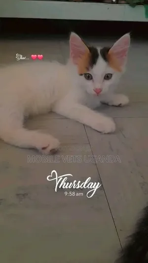 3-6 months Male Purebred Javanese