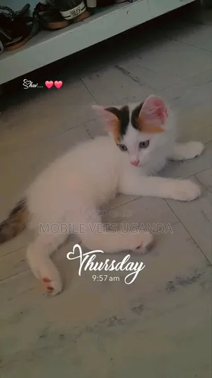 0-1 month Female Purebred Tabby