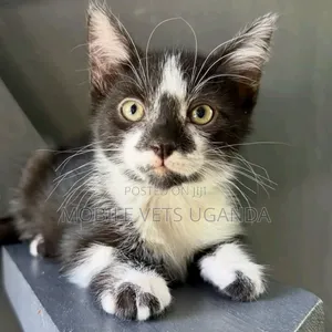 1-3 months Male Purebred Javanese
