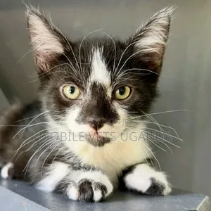 3-6 months Female Purebred Snowshoe