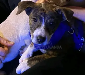 3-6 months Male Purebred American Pit Bull Terrier