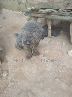 3-6 months Female Purebred Maltese