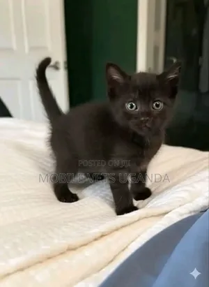 0-1 month Male Purebred Bombay
