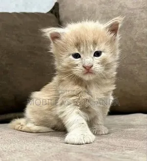 1-3 months Female Purebred British Shorthair
