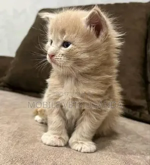 3-6 months Male Purebred British Shorthair