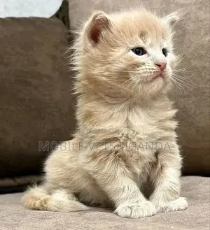 1-3 months Male Purebred Javanese