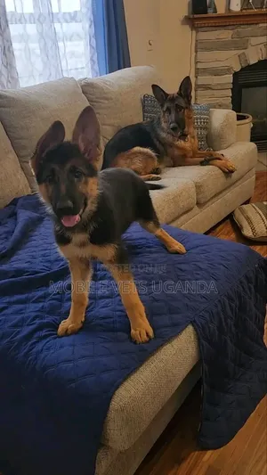 3-6 months Male Purebred German Shepherd