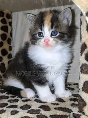 1-3 months Male Purebred Burmese