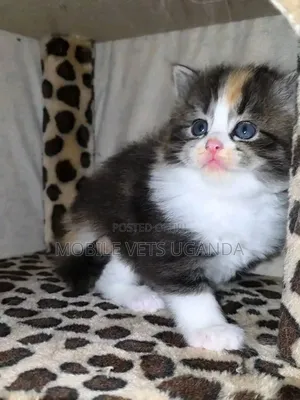 1-3 months Male Purebred Javanese