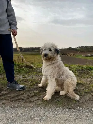 6-12 months Male Purebred Maltese