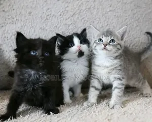 1-3 months Male Purebred Birman
