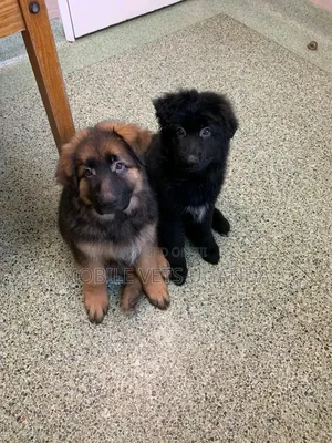 0-1 month Female Purebred German Shepherd