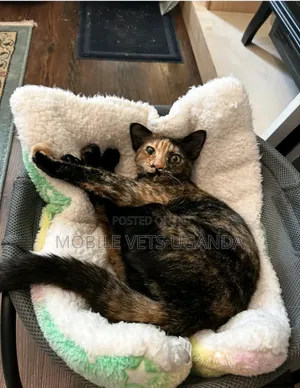 3-6 months Female Purebred Nebelung