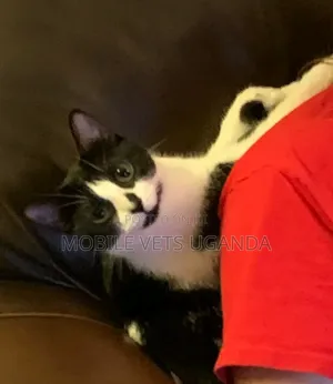 1-3 months Female Purebred Cornish Rex