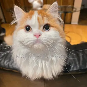 3-6 months Female Purebred British Shorthair