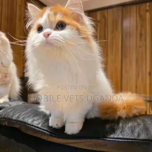 3-6 months Female Purebred Birman