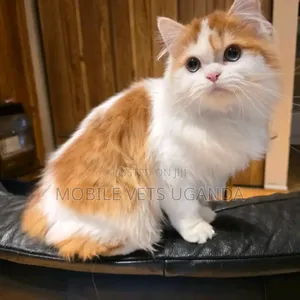 1-3 months Male Purebred American Wirehair