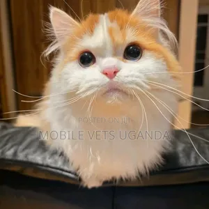 3-6 months Male Purebred Himalayan