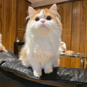 6-12 months Male Purebred Manx