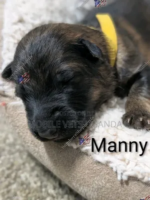 1-3 months Female Purebred German Shepherd