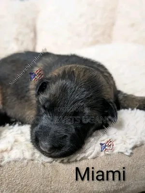 1-3 months Female Purebred Boerboel