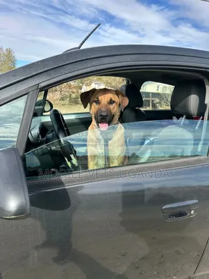 6-12 months Male Purebred Boerboel