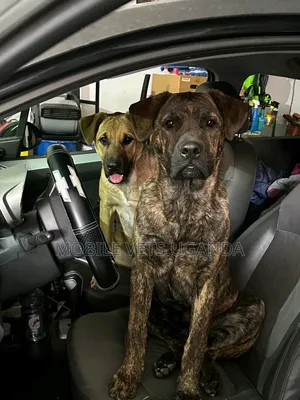6-12 months Female Purebred Boerboel