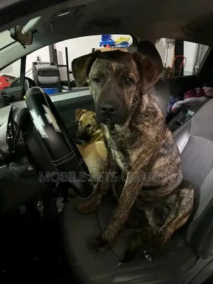 6-12 months Male Purebred Boerboel