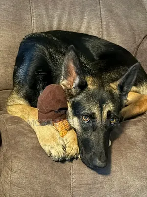 1+ year Male Purebred German Shepherd