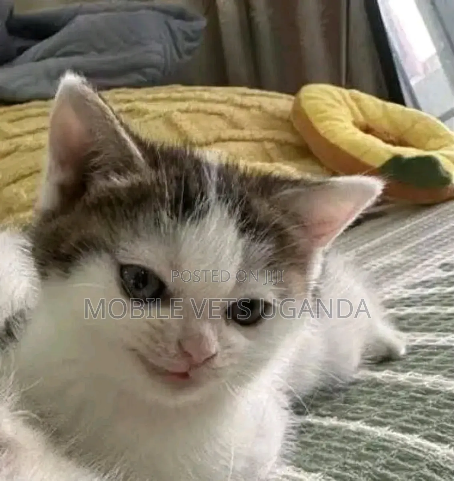 0-1 month Male Purebred Burmilla