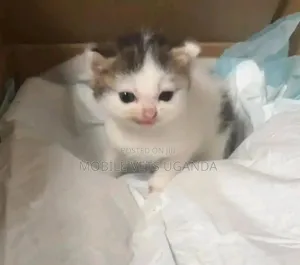 0-1 month Male Purebred Ragamuffin