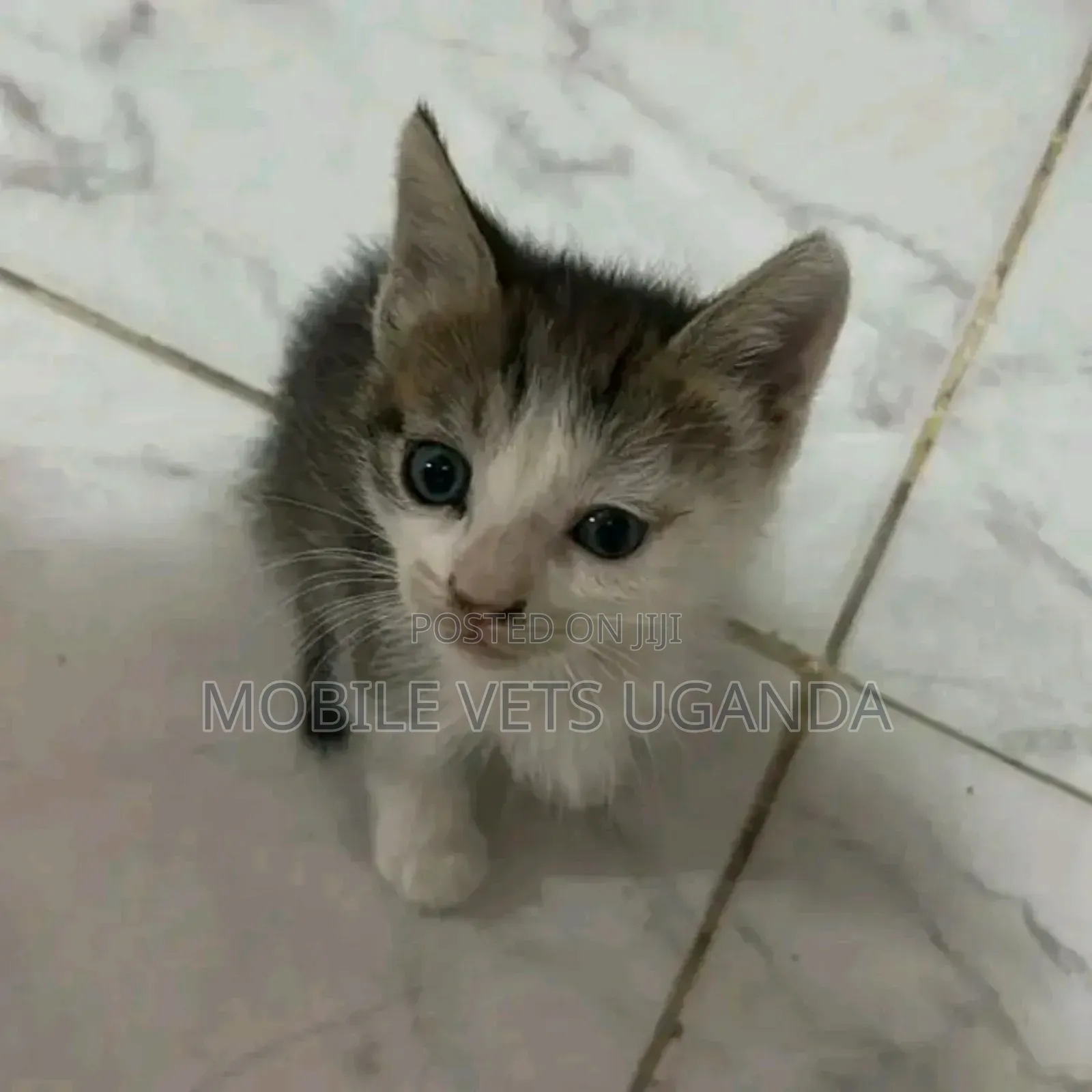 1-3 months Female Purebred Javanese