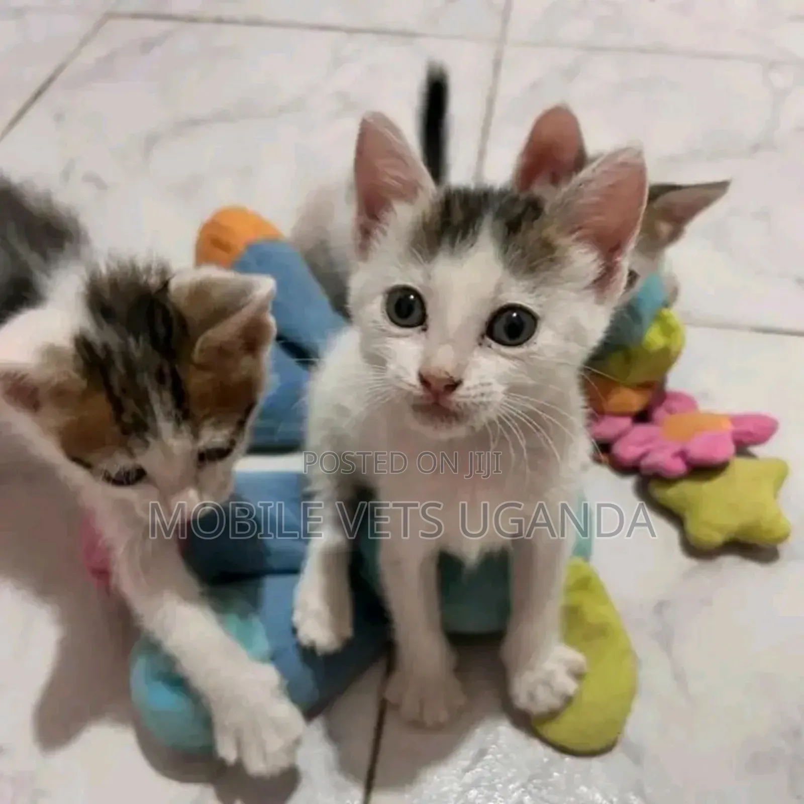1-3 months Male Purebred Cornish Rex