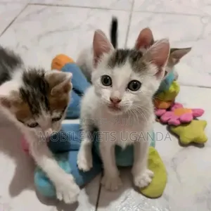 1-3 months Male Purebred Cornish Rex