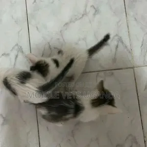 0-1 month Female Purebred Balinese