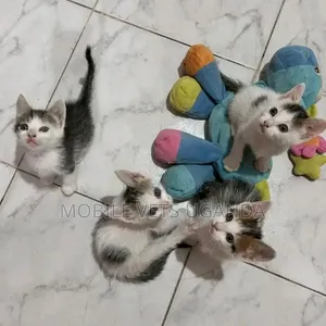 0-1 month Male Purebred Oriental