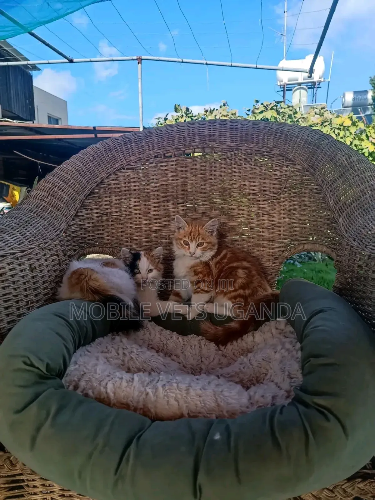 3-6 months Female Purebred Devon Rex