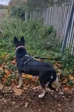 6-12 months Male Purebred German Shepherd