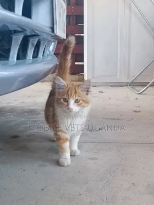3-6 months Male Purebred Singapura