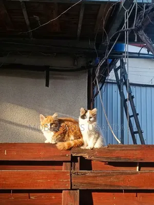 3-6 months Female Purebred Selkirk Rex