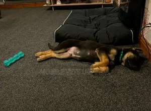 1-3 months Male Purebred German Shepherd