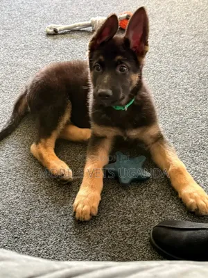 3-6 months Female Purebred German Shepherd