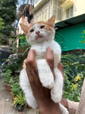3-6 months Male Purebred American Bobtail