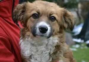 3-6 months Male Purebred Japanese Chin