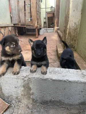 1-3 months Male Purebred German Shepherd