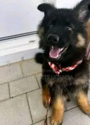 1-3 months Male Purebred German Shepherd